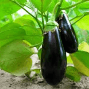 aubergine