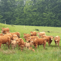 Ferme du Puy Larcy #1