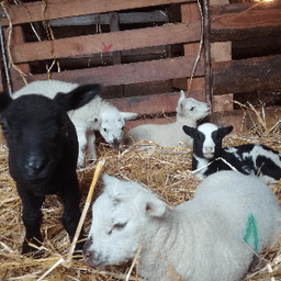 Ferme du Puy Larcy #2