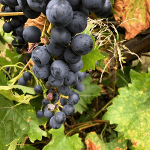 raisin muscat bleu