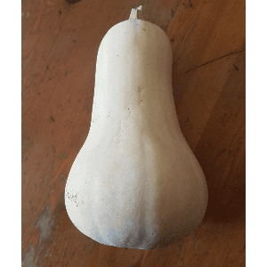 Butternut