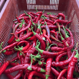 Piment Doux des Landes (Chalette)