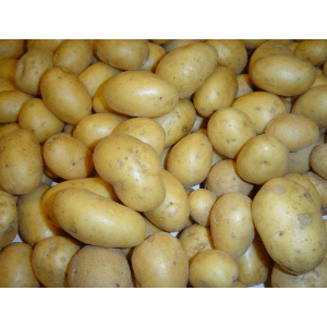 Pomme de terre nouvelle Grenaille