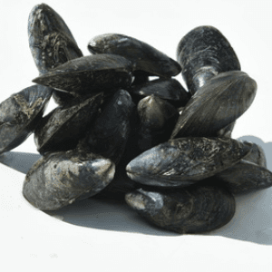 Moules