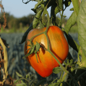 tomates - mélange de variétés anciennes