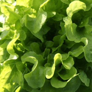 salade feuilles de chêne vertes