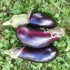 Aubergine