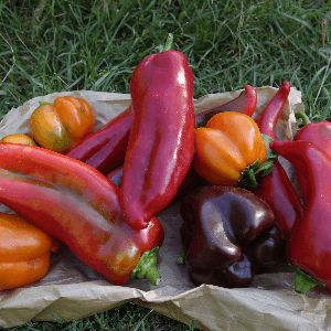Poivrons colorés