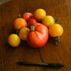 Tomates variées (anciennes)