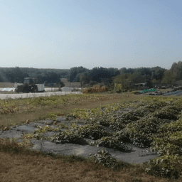 La Ferme des Champs de Bonzac #2