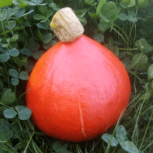 Courge "Potimarron"