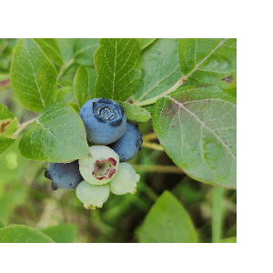 Confiture Myrtille