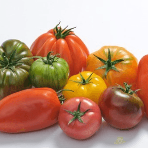 Tomates anciennes en mélange