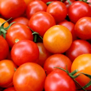 Tomates cerises Bio