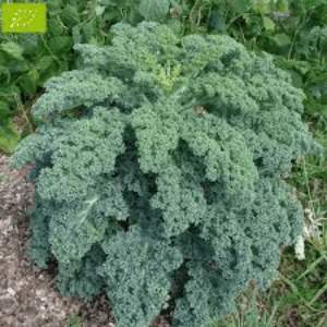 chou Kale