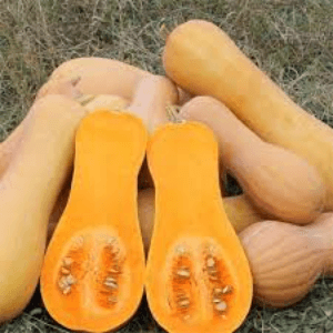 courge butternut