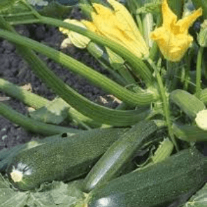 courgette