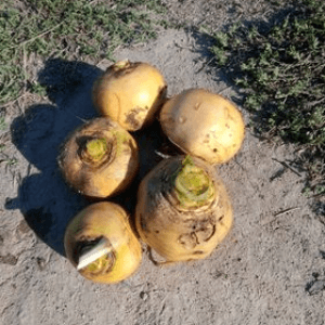 Navet boule d'or (1kg)