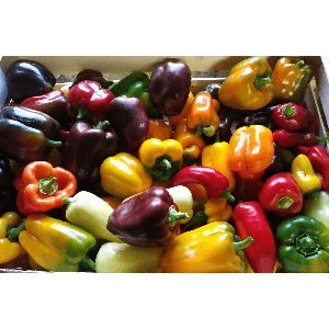 Poivron de couleur