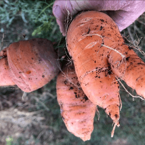 carotte de chantenay