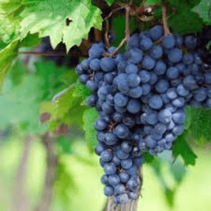 Raisin (Chasselas & exalta & muscat)