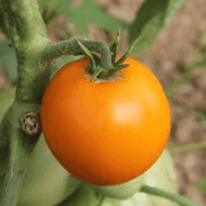 tomates jaunes / oranges