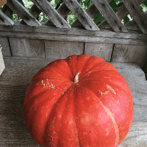 potiron rouge vif d'Etampes