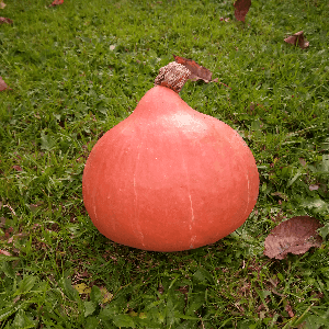 Potimarron