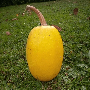 Spaghetti végétal