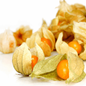 Physalis