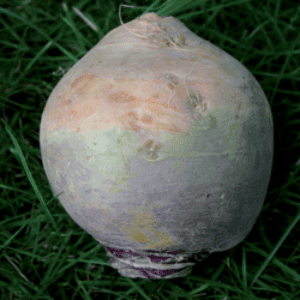 Rutabaga