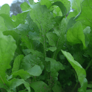 Roquette