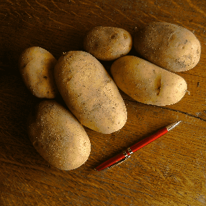 Pomme de terre Nouvelle (2024) Ostara / alix - chair ferme
