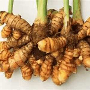 Curcuma