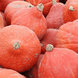 Potimarron