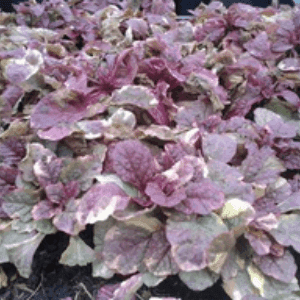 Ajuga, burgundy glow