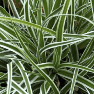 Carex, Carex oshimensis 'everest'