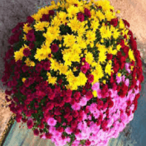 Chrysanthème pomponnette mélange 3 couleurs