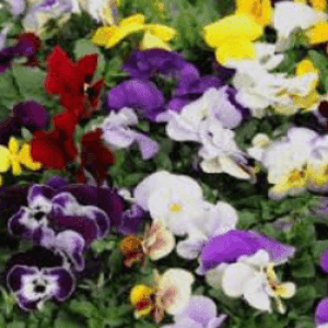 Jardinière pensées petites fleurs