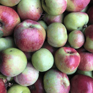 pomme rambourg