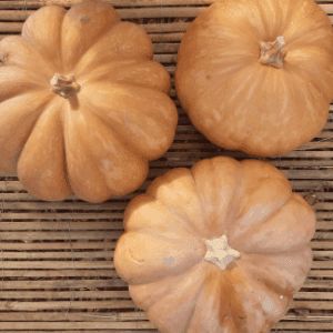 Courges Musquée de Provence