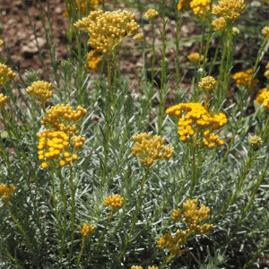 Hydrolat aromatique d'Hélichryse italienne