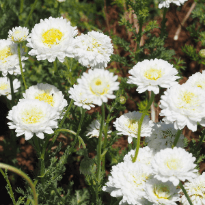 Hydrolat aromatique de Camomille romaine