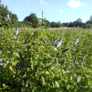 Hydrolat aromatique de Menthe poivrée