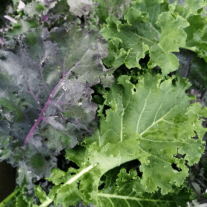 Chou Kale