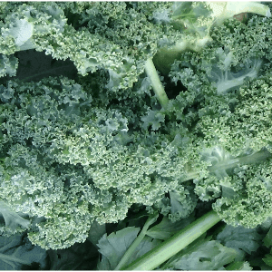 chou kale