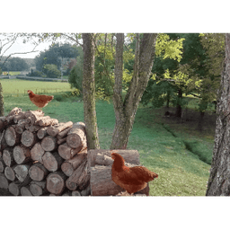 La Ferme des Champs de Bonzac #5