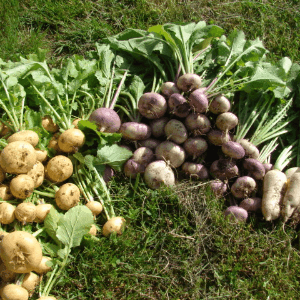 Navets violets