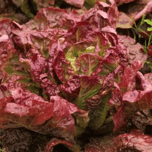 Laitue Batavia "rouge grenobloise"