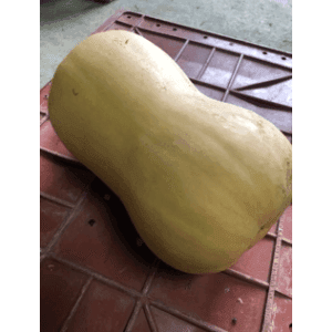 Potiron butternut